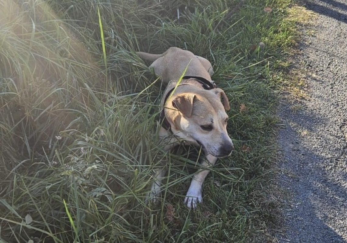 Paulette - Chien à adopter - photo 2