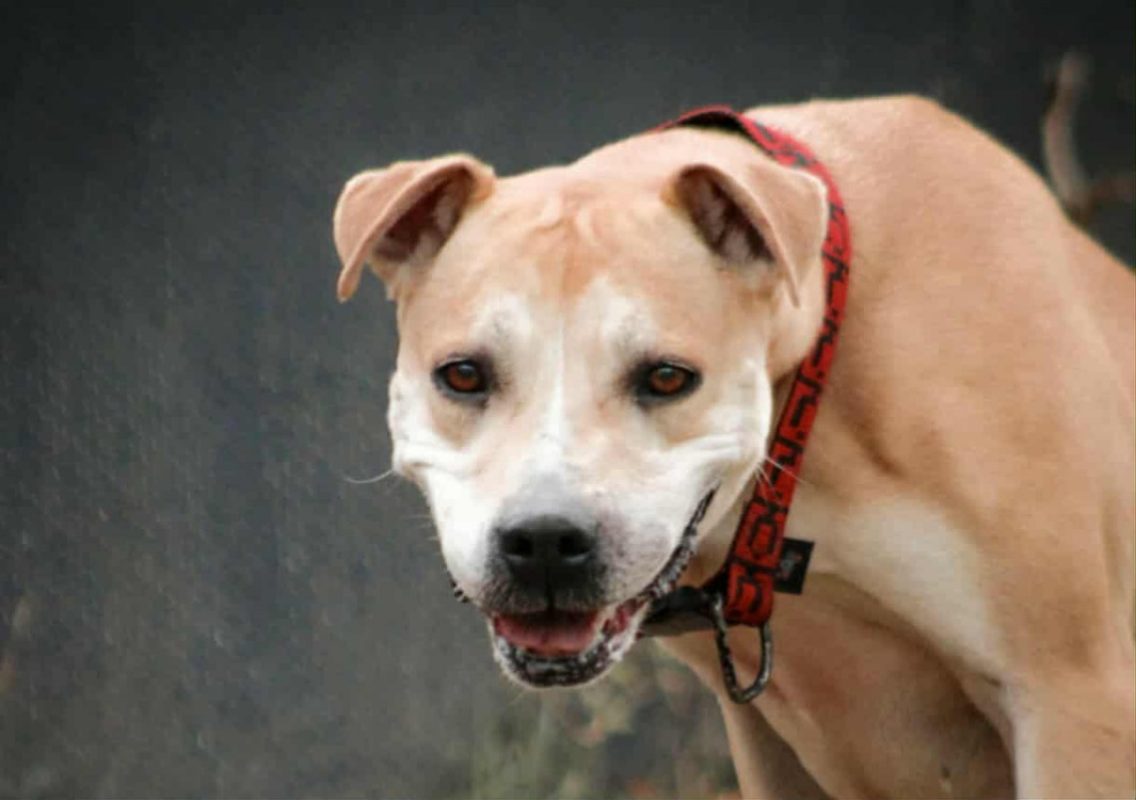 Paulette - Chien à adopter - photo 3