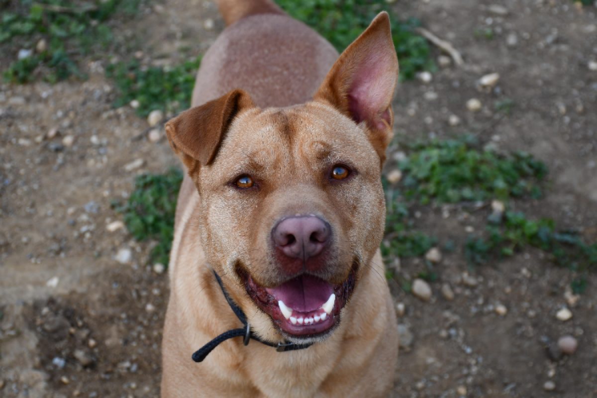 Jack - Chien Bouledogue Américain à adopter