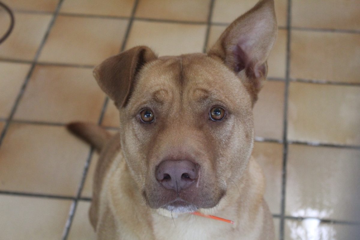 Jack - Chien Bouledogue Américain à adopter - photo 2