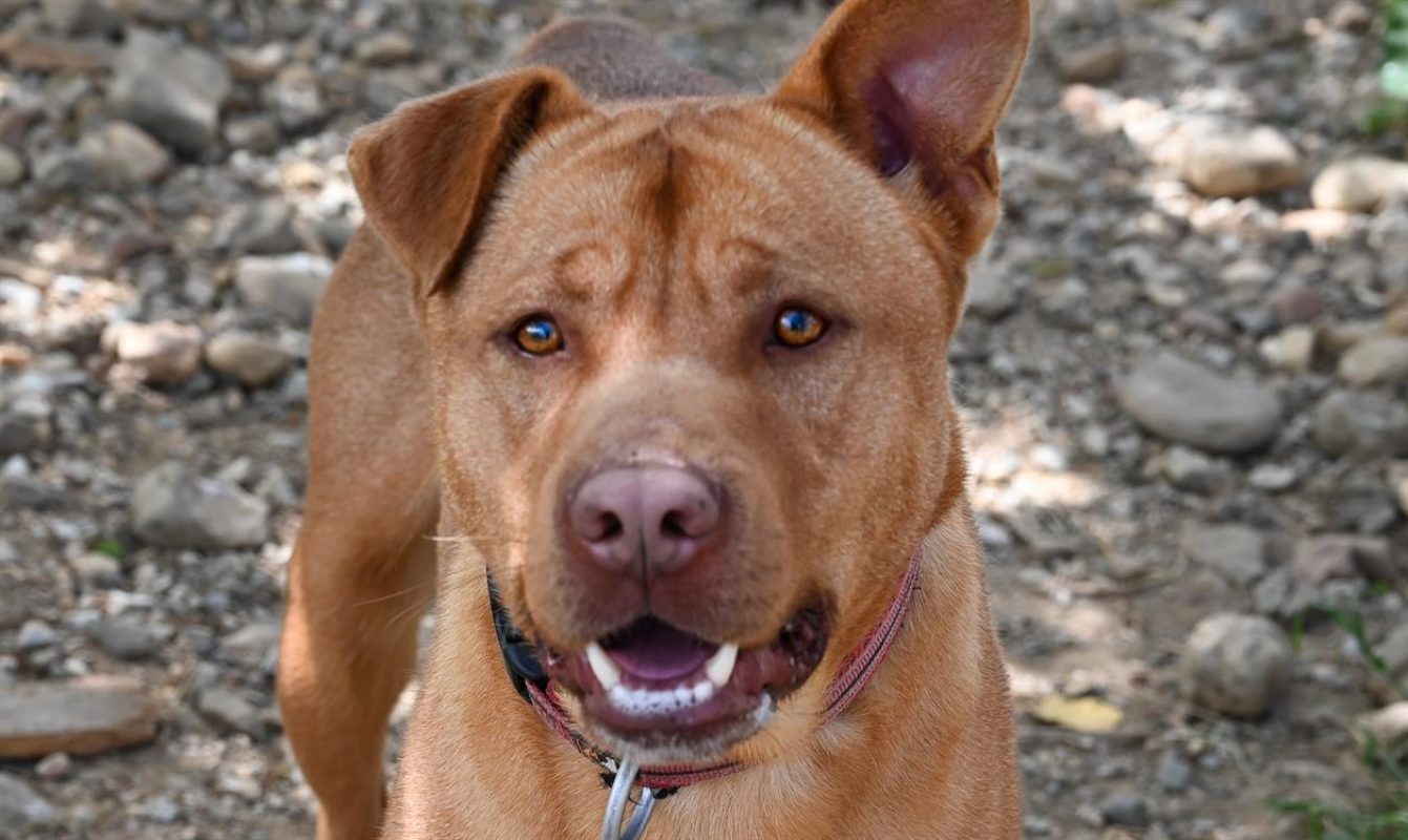 Jack - Chien Bouledogue Américain à adopter - photo 3