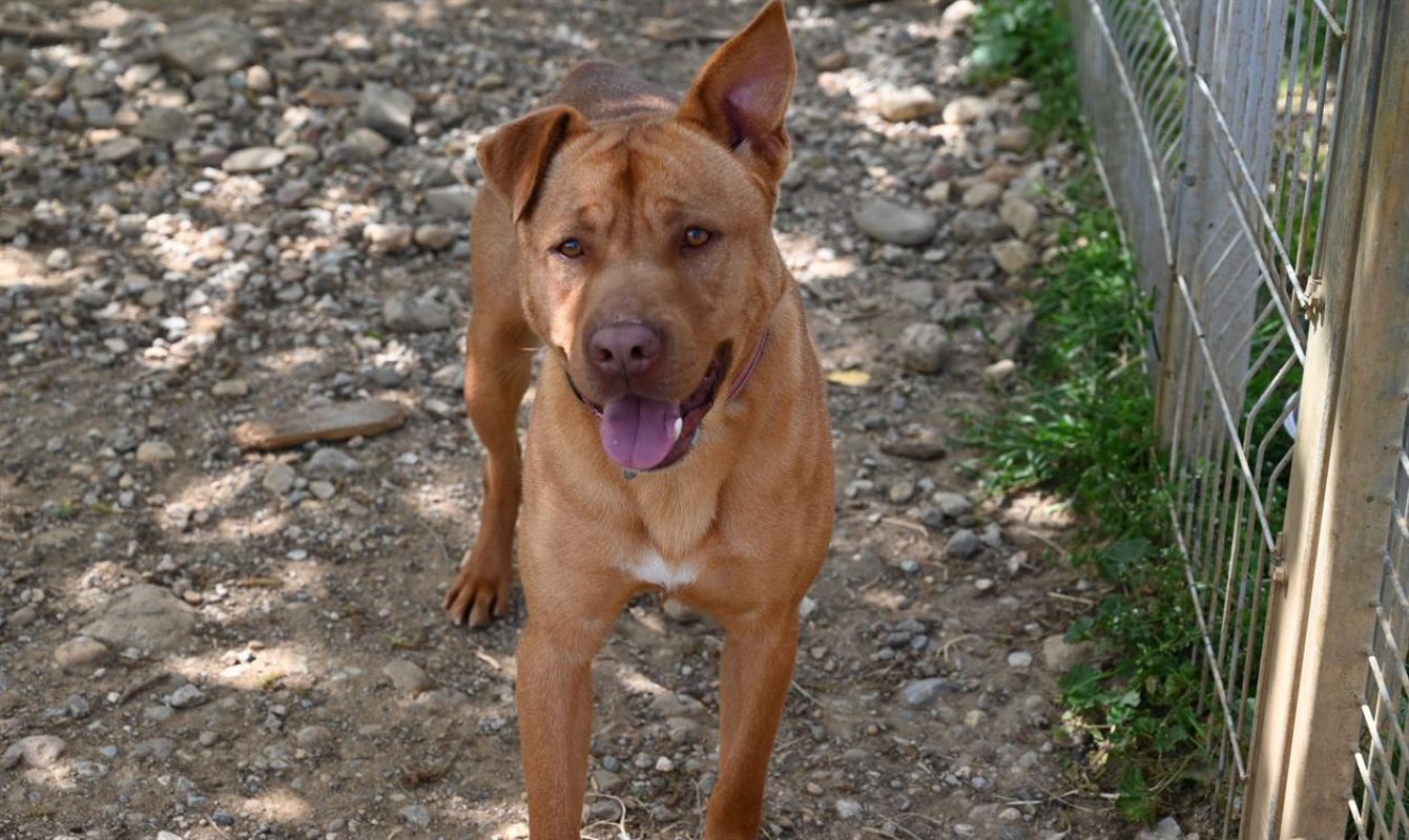 Jack - Chien Bouledogue Américain à adopter - photo 4