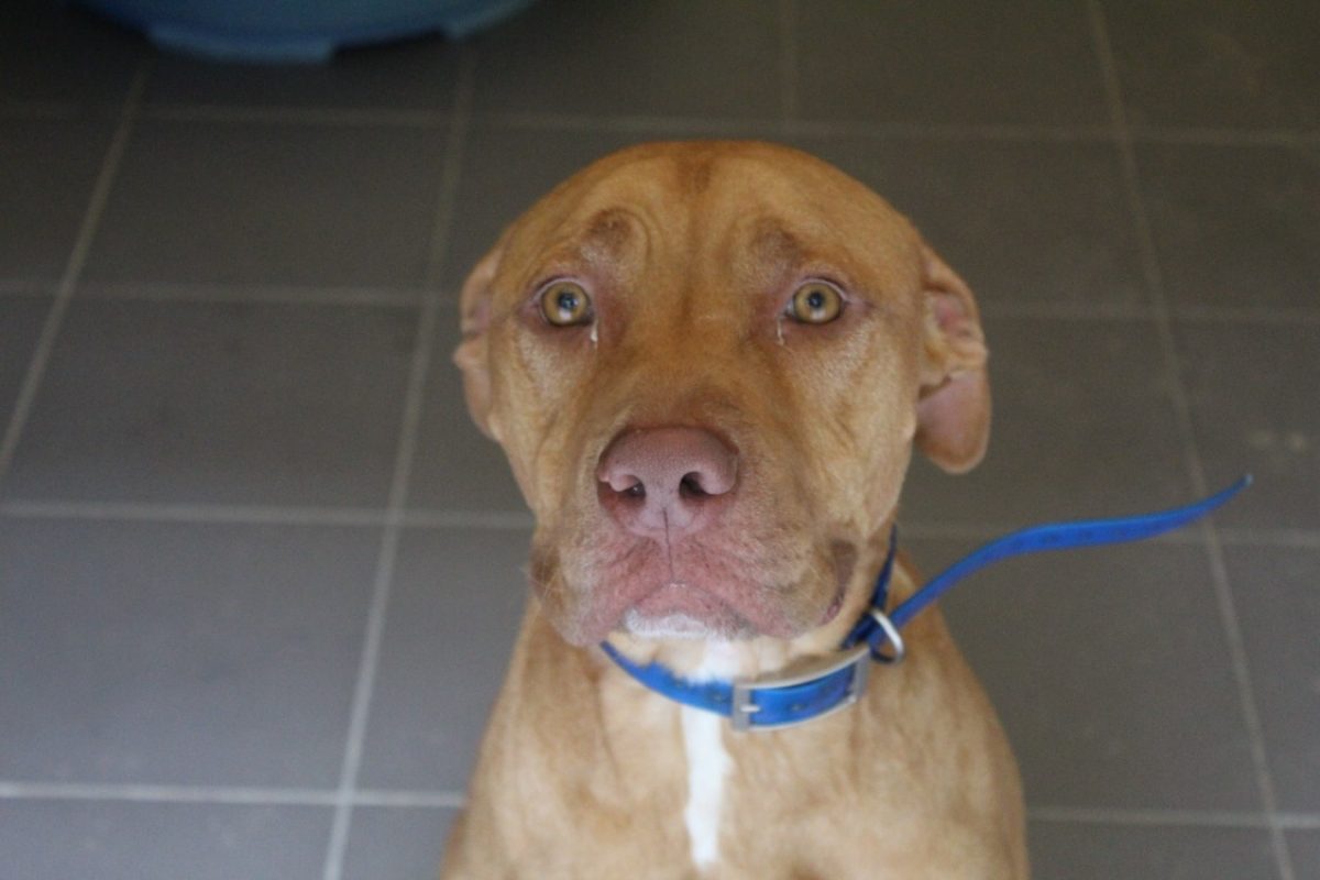 Roucky - Chien à adopter