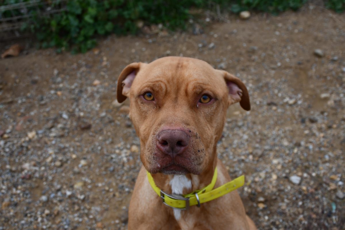 Roucky - Chien à adopter - photo 2