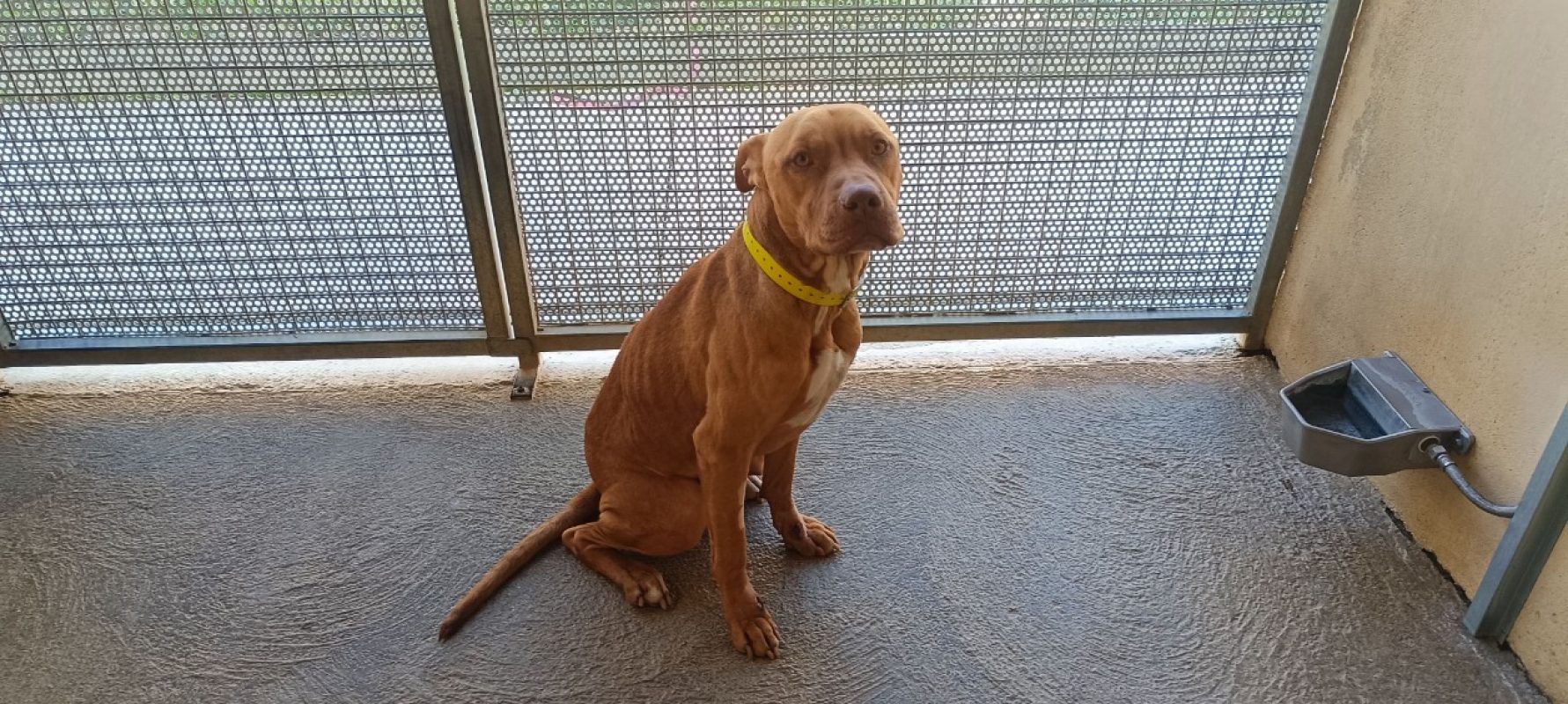 Roucky - Chien à adopter - photo 3