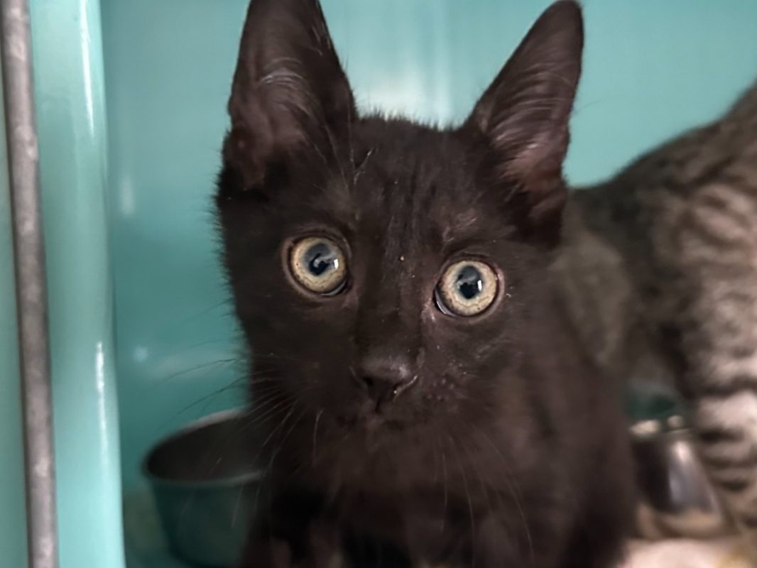 Néon - Chat Européen à adopter