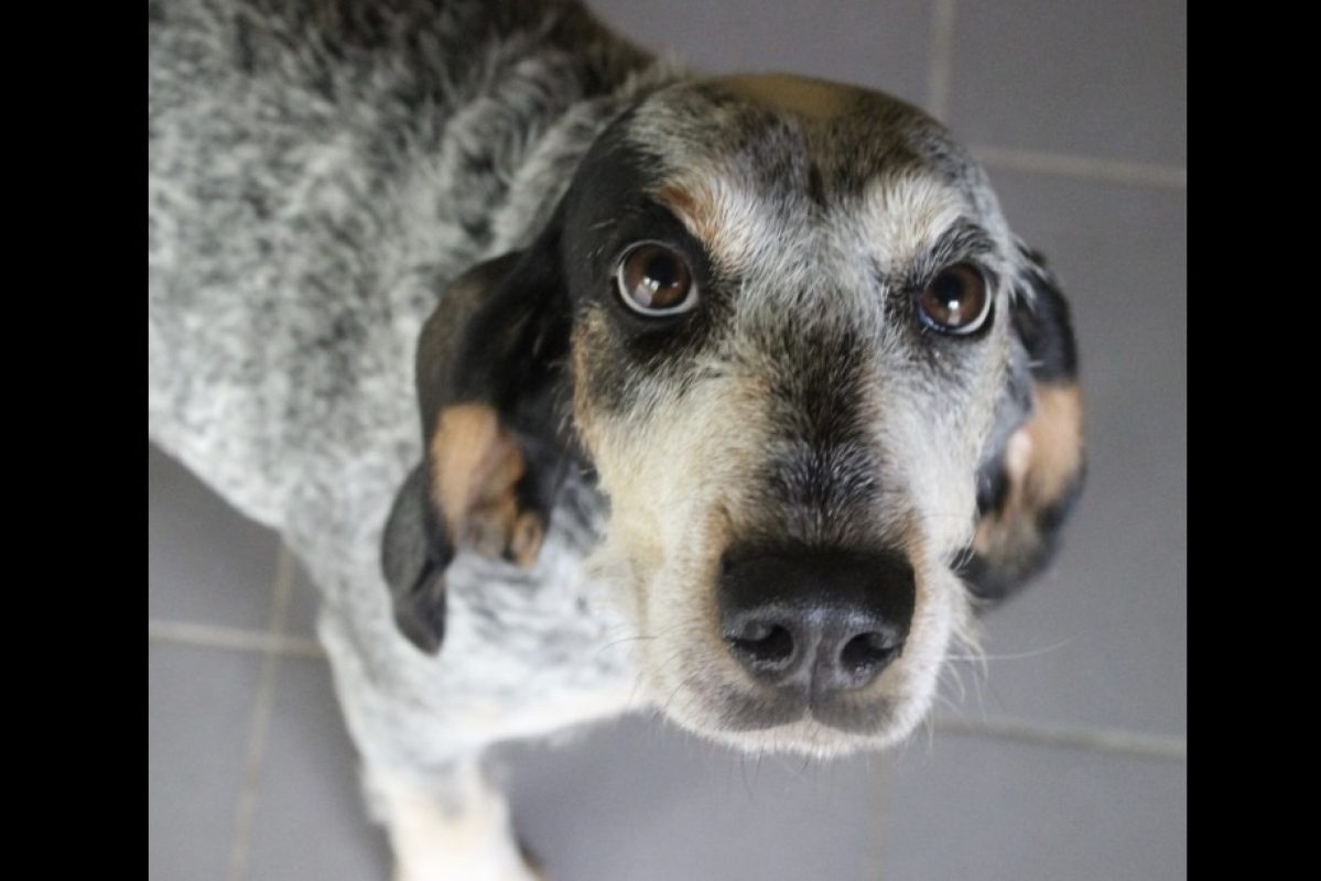 Talia - Chien Grand Gascon saintongeois à adopter