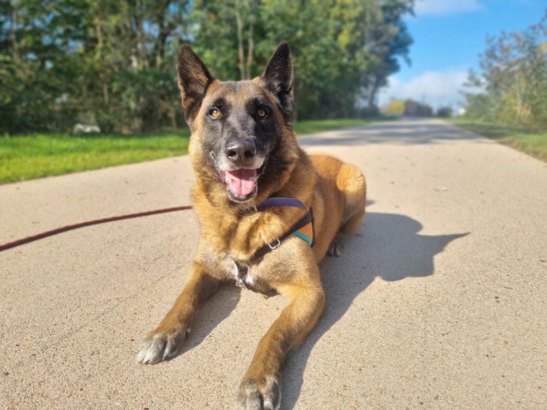 Kaz - Chien Berger Belge Malinois à adopter