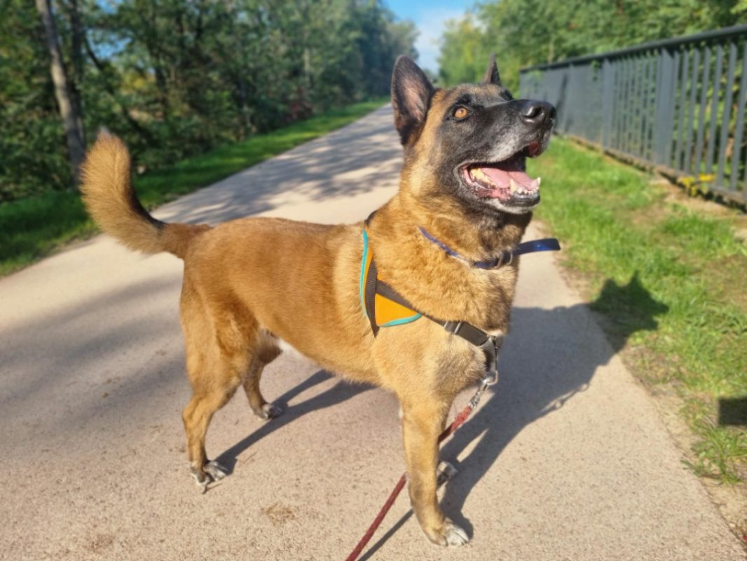 Kaz - Chien Berger Belge Malinois à adopter - photo 2