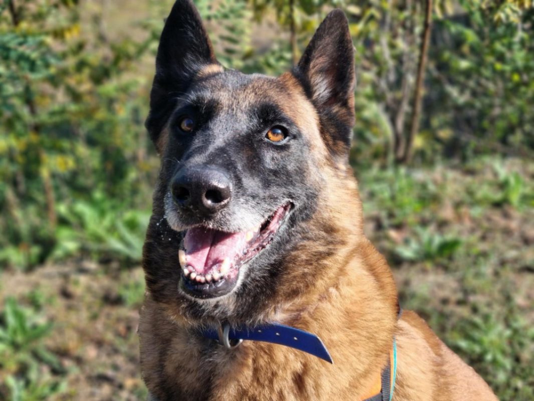 Kaz - Chien Berger Belge Malinois à adopter - photo 3