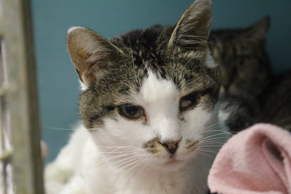 Grisou - Chat Européen à adopter
