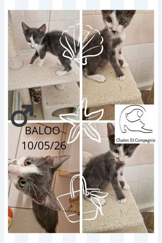 Baloo - Chat Européen à adopter