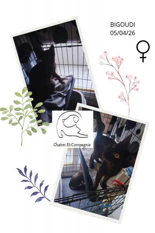 Bigoudi - Chat Européen à adopter