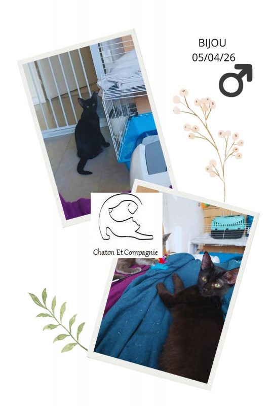 Bijou - Chat Européen à adopter