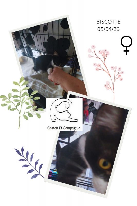 Biscotte - Chat Européen à adopter