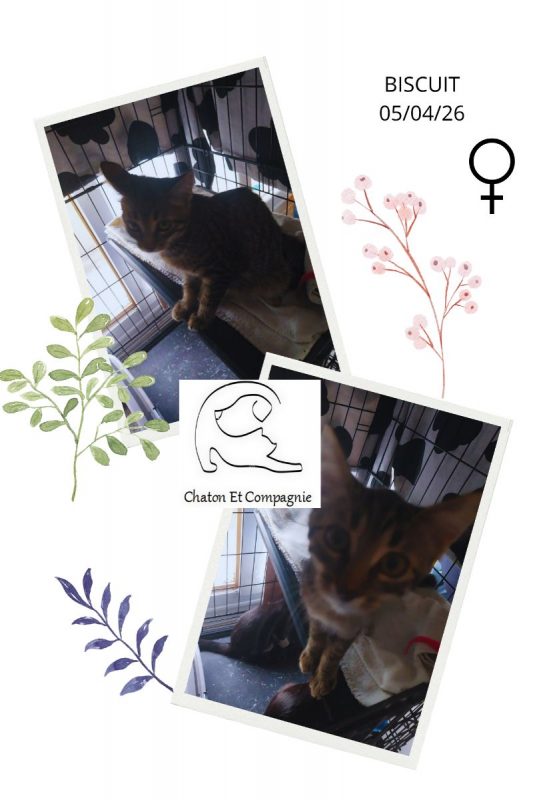 Biscuit - Chat Européen à adopter