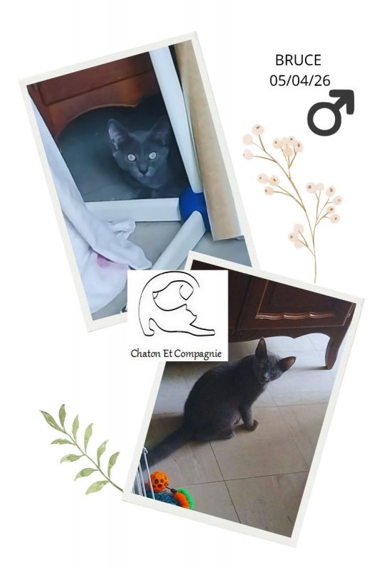 Bruce - Chat Européen à adopter