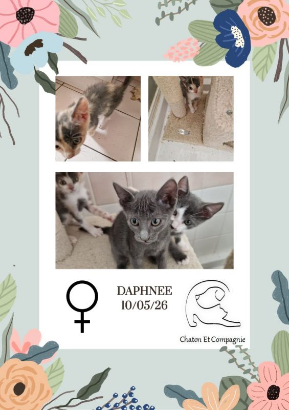 Daphnée - Chat Européen à adopter