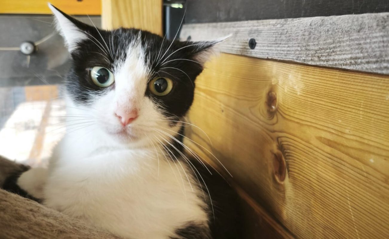 Ecume - Chat à adopter