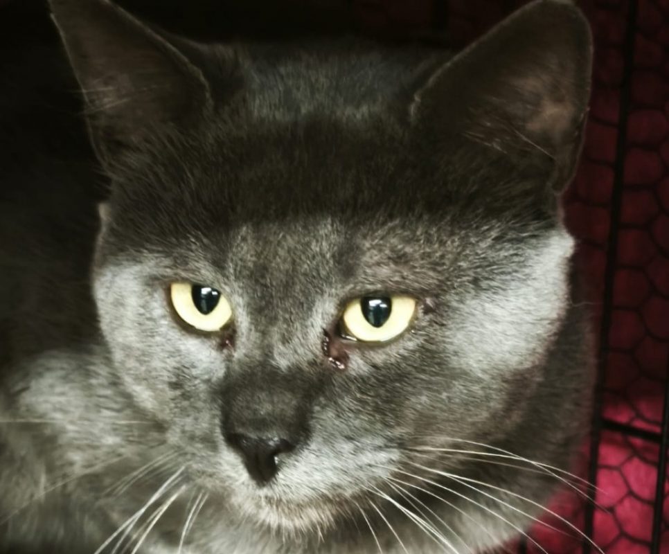 Tougris - Chat à adopter