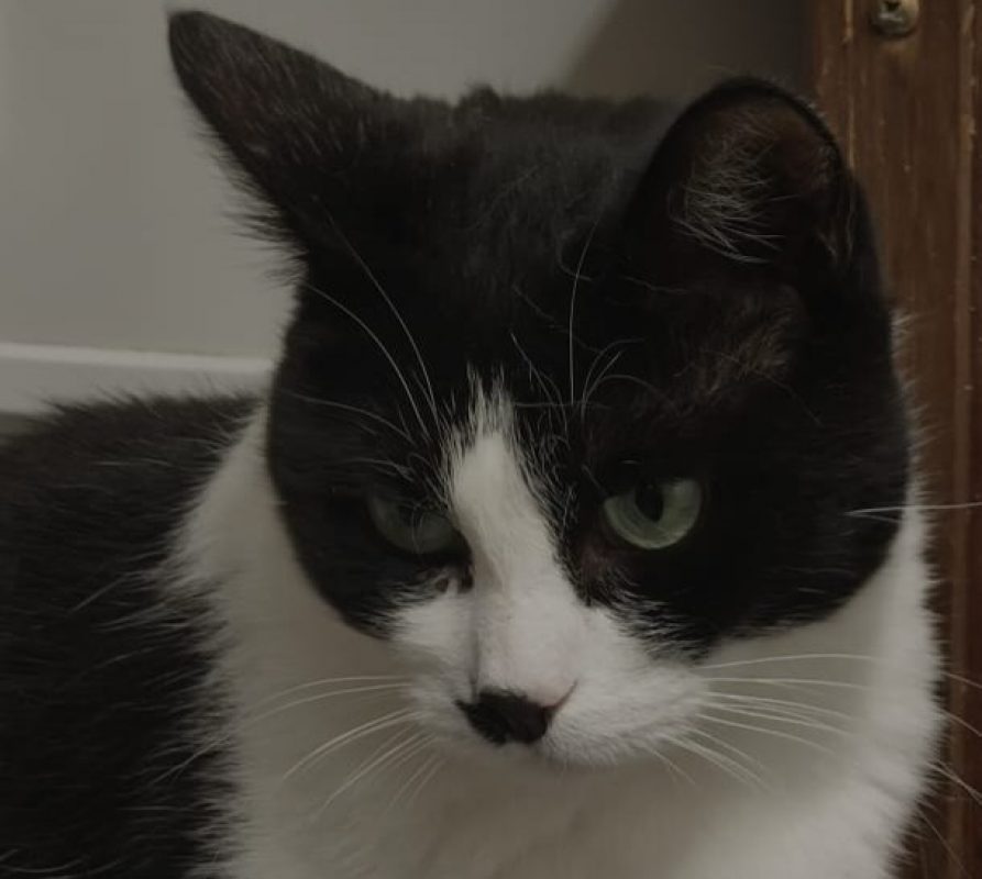 Armani - Chat à adopter