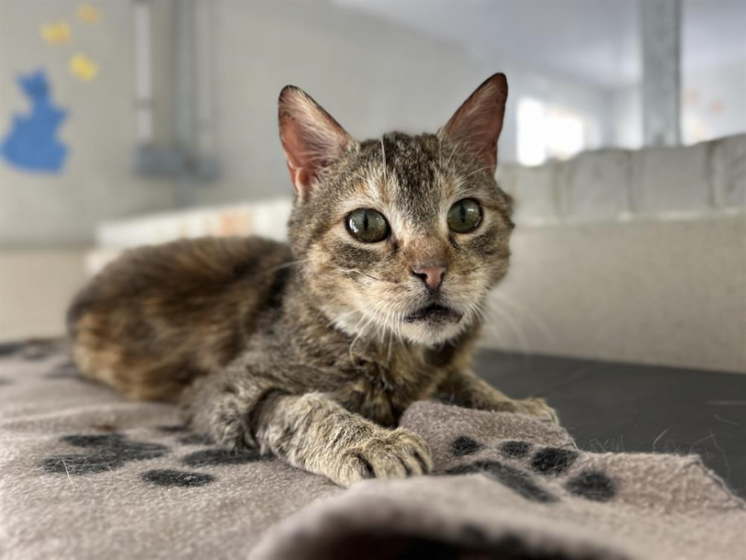 Photo #1 de Croustibate