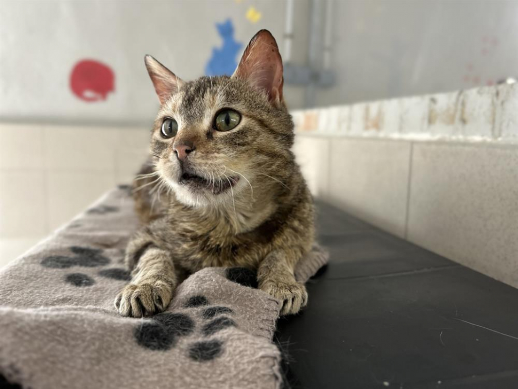 Photo #2 de Croustibate