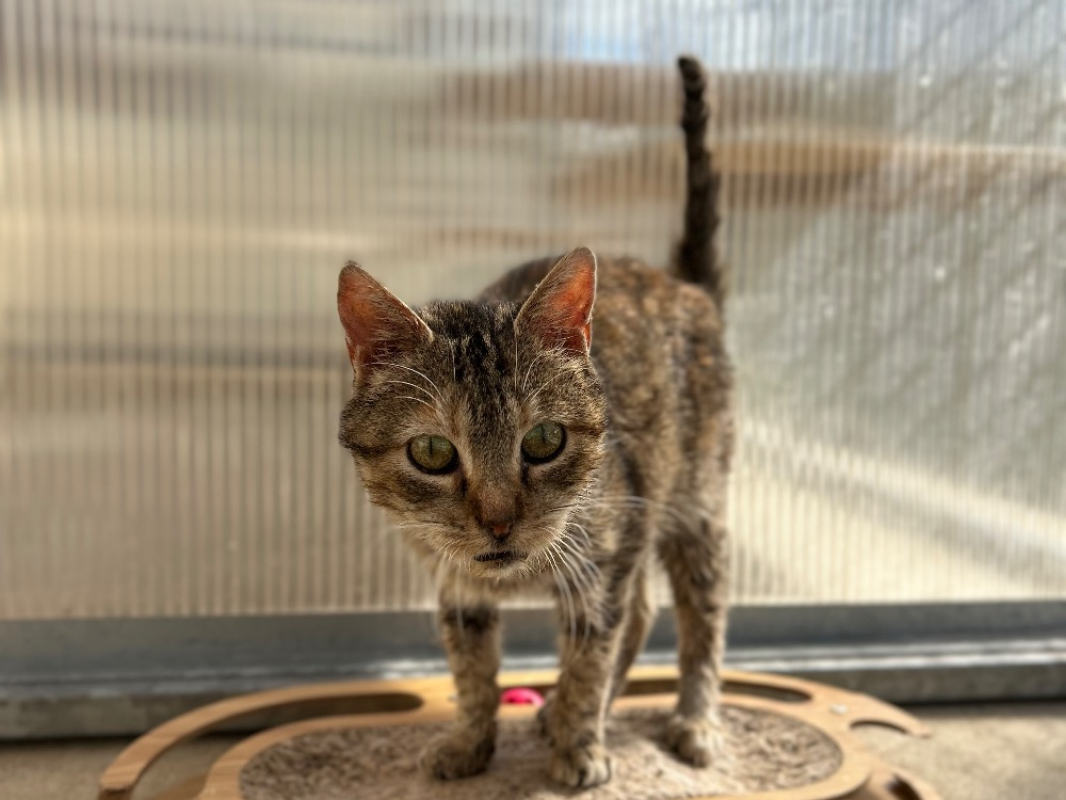 Photo #3 de Croustibate