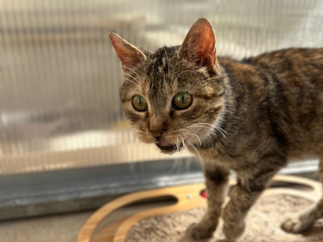 Photo #4 de Croustibate