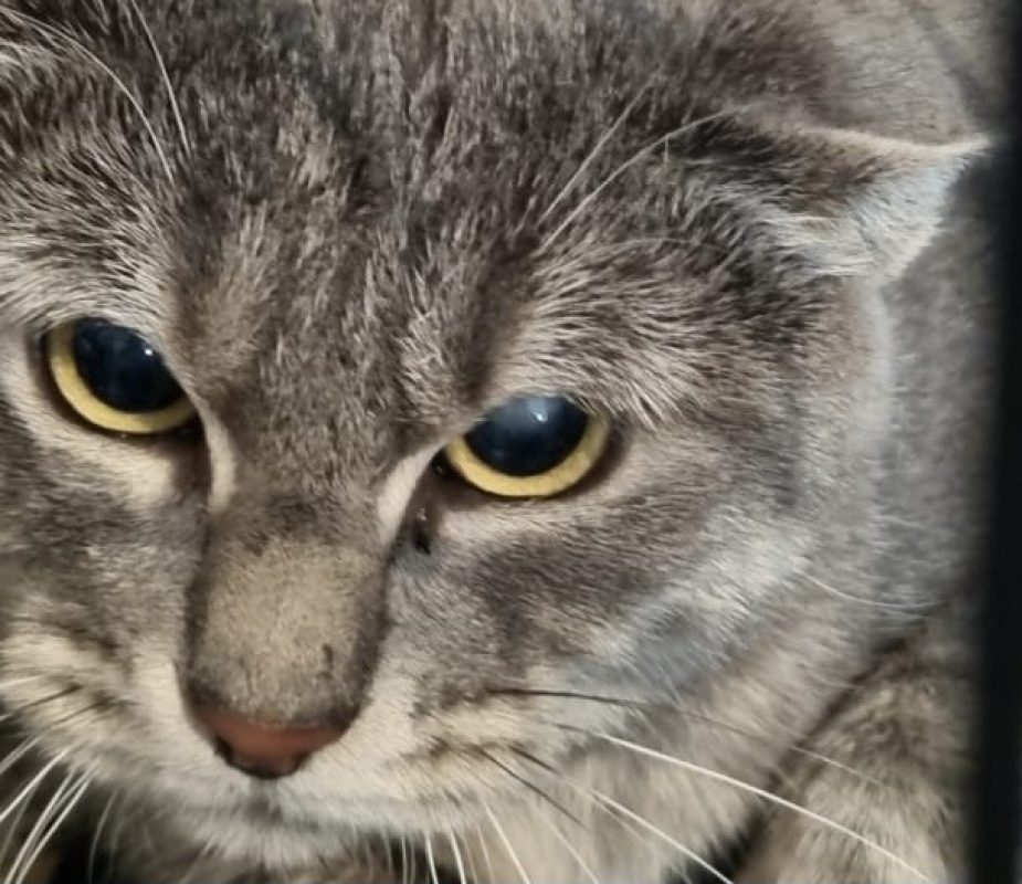 Chataigne - Chat à adopter