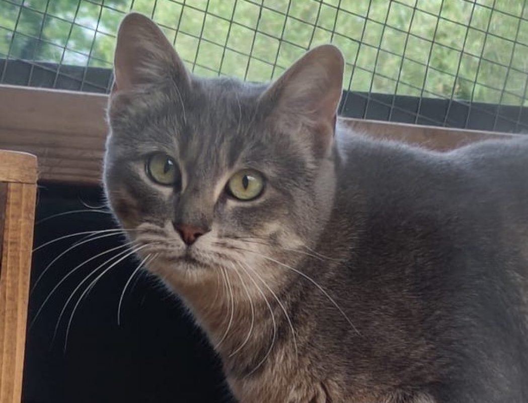 Camille - Chat à adopter