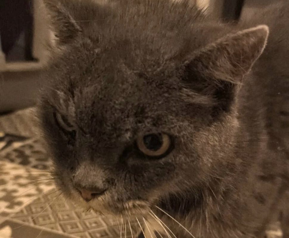 Smothie - Chat à adopter
