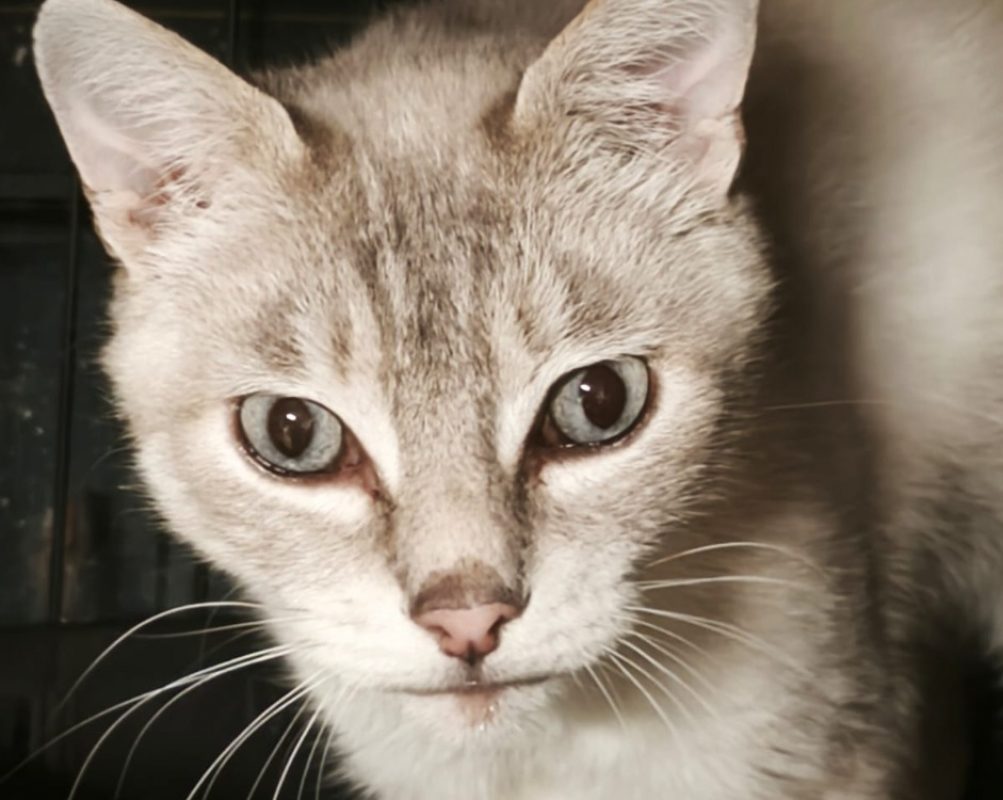 Poupy - Chat à adopter
