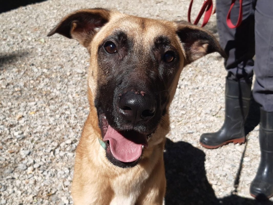 Harry - Chien à adopter