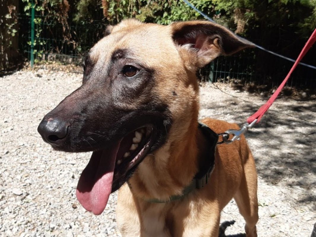 Harry - Chien à adopter - photo 2