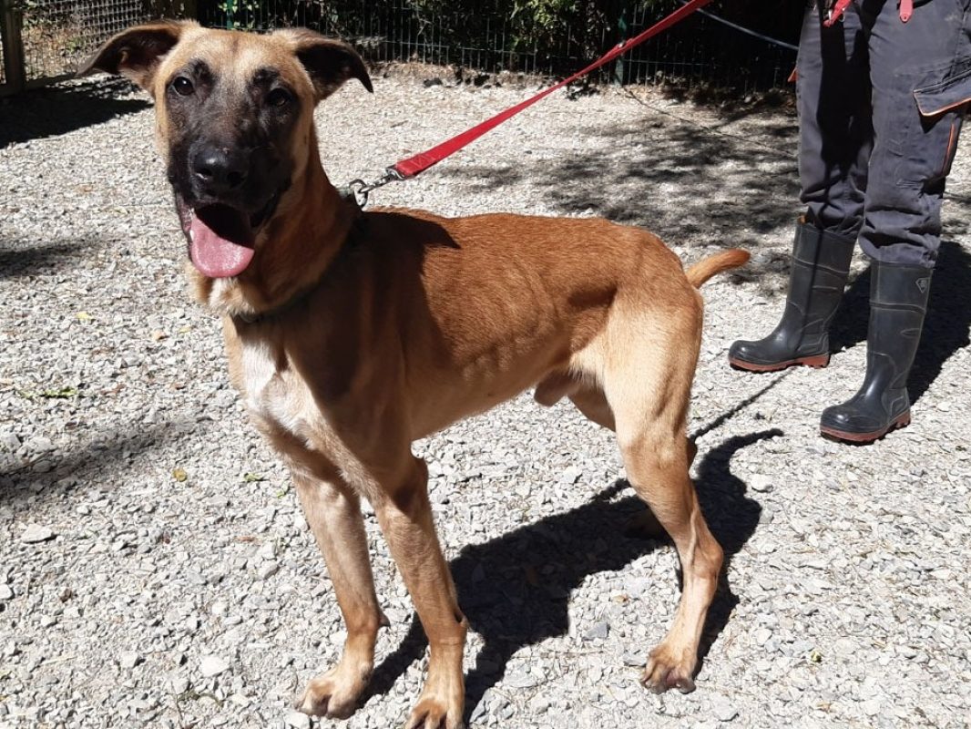 Harry - Chien à adopter - photo 3