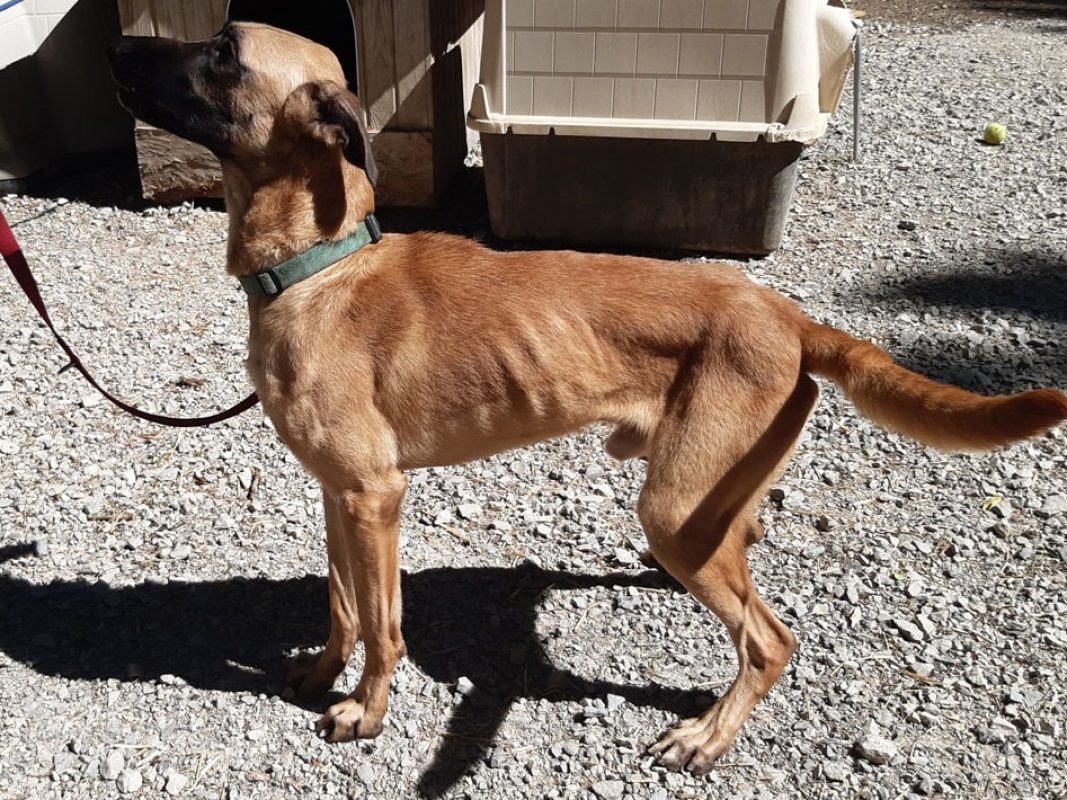 Harry - Chien à adopter - photo 4