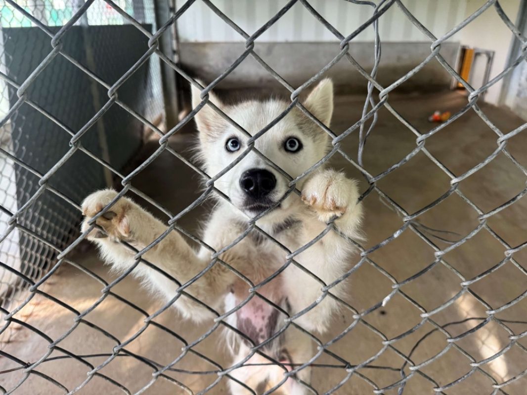 Yuki - Chien Husky Sibérien à adopter