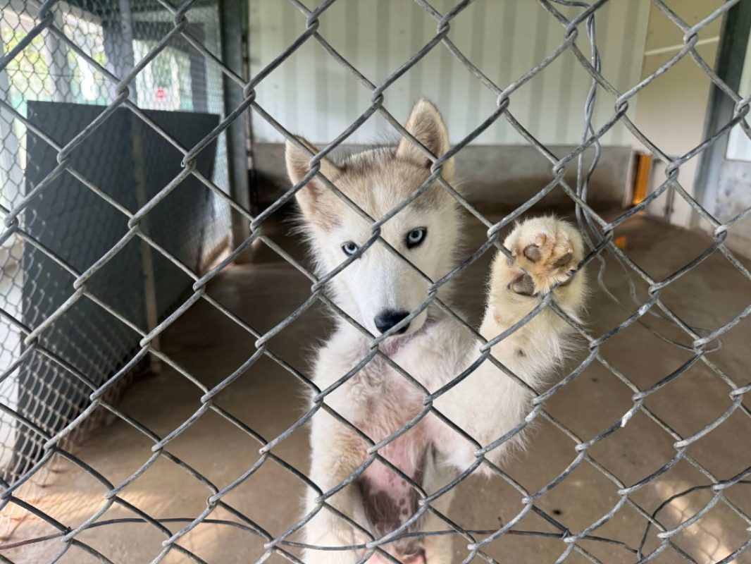 Yuki - Chien Husky Sibérien à adopter - photo 2