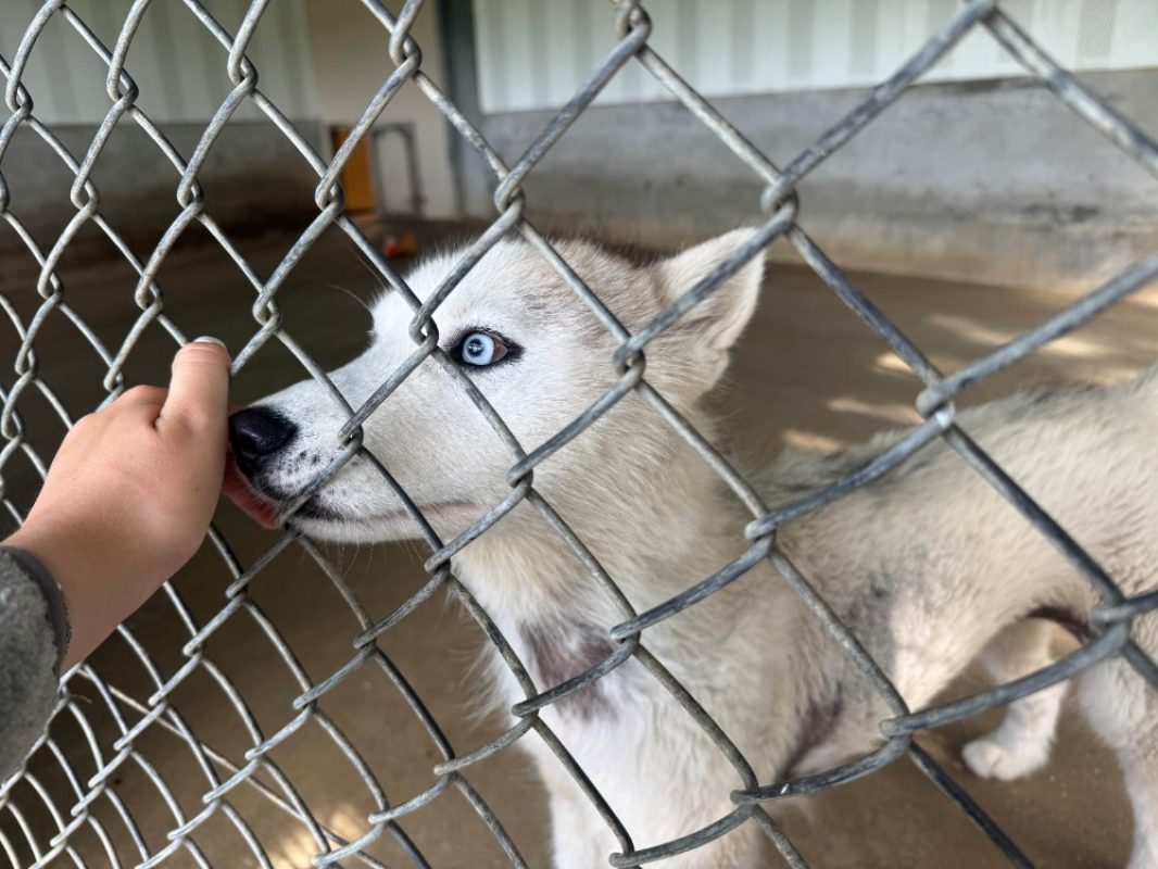 Yuki - Chien Husky Sibérien à adopter - photo 3