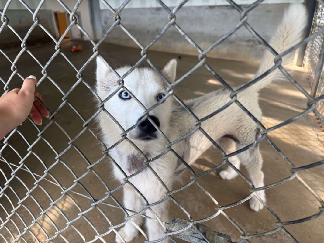 Yuki - Chien Husky Sibérien à adopter - photo 4