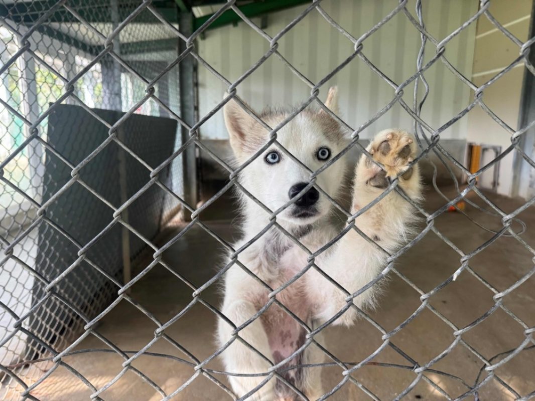 Yuki - Chien Husky Sibérien à adopter - photo 5
