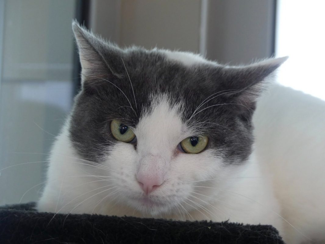 Motunui - Chat Européen à adopter