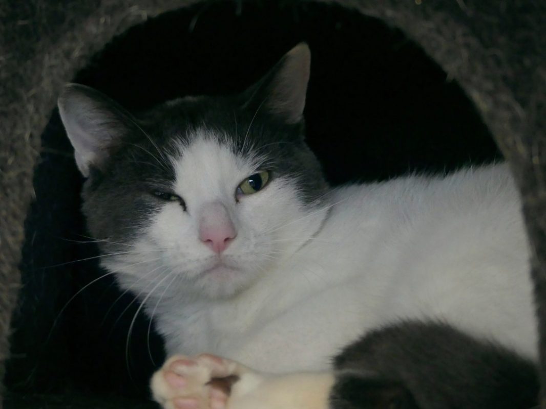 Motunui - Chat Européen à adopter - photo 2
