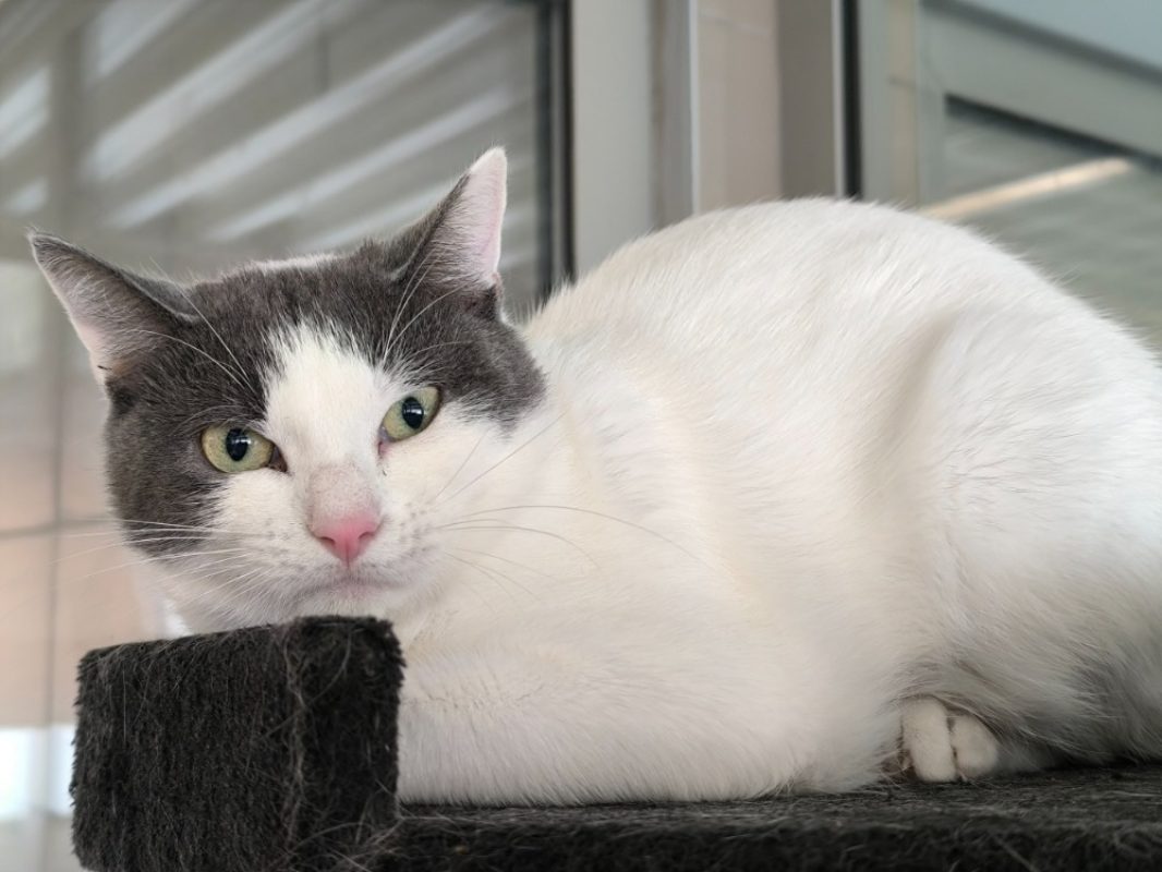 Motunui - Chat Européen à adopter - photo 3