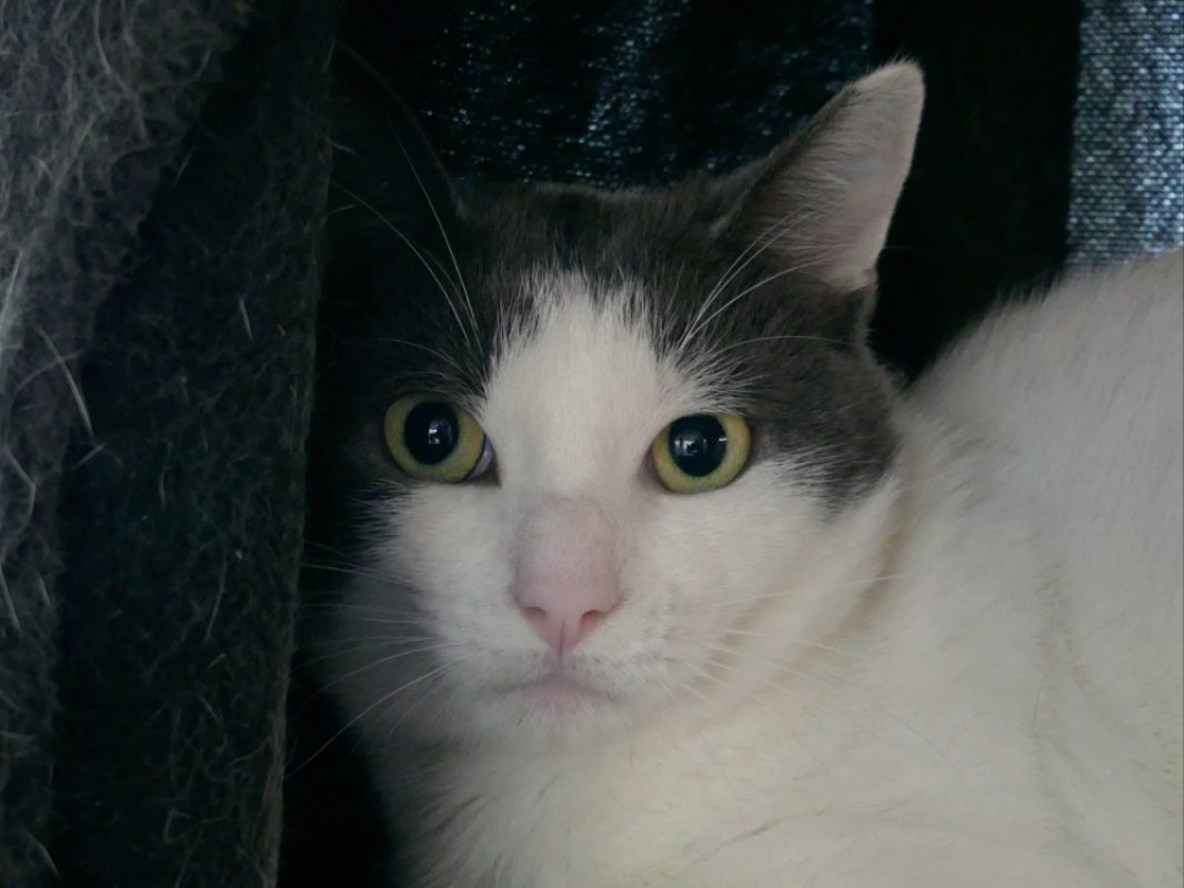 Motunui - Chat Européen à adopter - photo 4