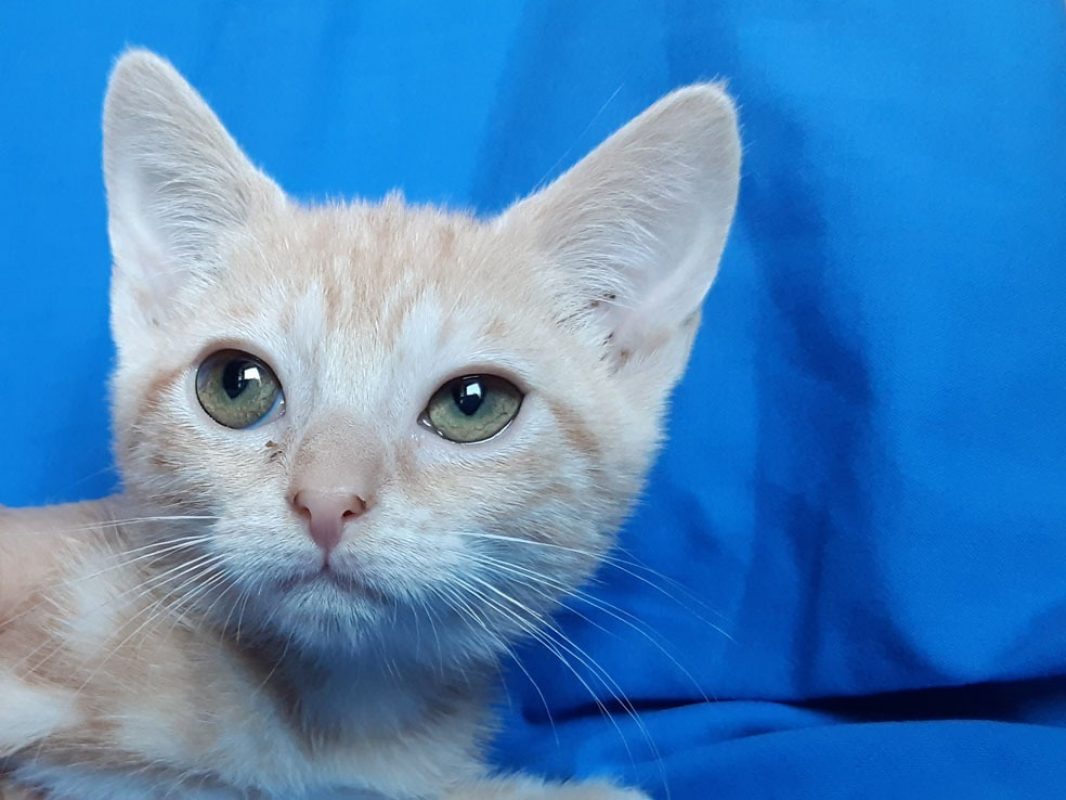 Canada - Chat Européen à adopter