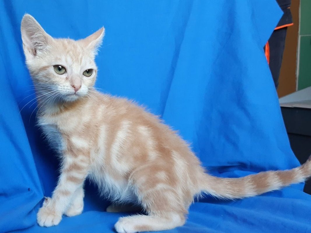 Canada - Chat Européen à adopter - photo 2
