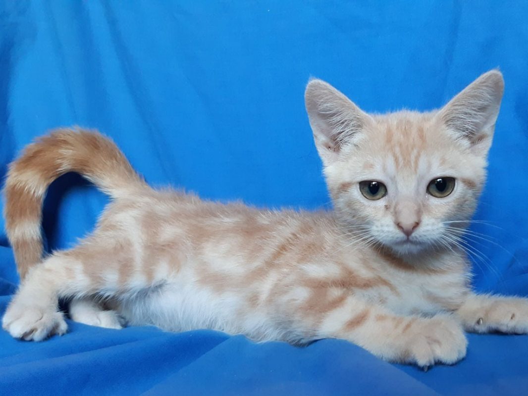 Canada - Chat Européen à adopter - photo 3