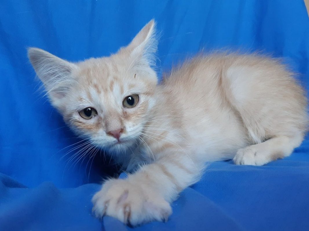 Caribou - Chat Européen à adopter - photo 2